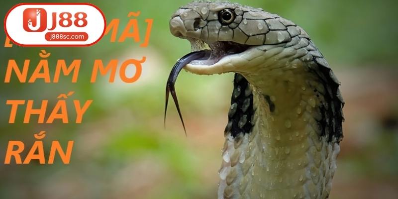 Mơ Thấy Rắn Và Những Giải Mã Tâm Linh Đại Cát